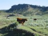 Image with missing alt attribute found on ranchworldads.com