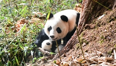 Image with missing alt attribute found on xinhuanet.com