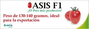 Axia seeds - Asis F1