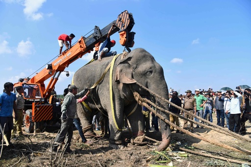 ビンラディンと恐れられたインドの殺人ゾウ、飼育下に置かれた後に死ぬ