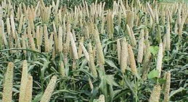Image with missing alt attribute found on agrisource.co.in