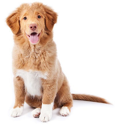 Image with missing alt attribute found on akc.org