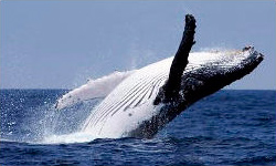 Image with missing alt attribute found on anipedia.net