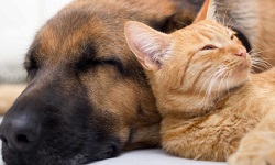 mascota10.com
