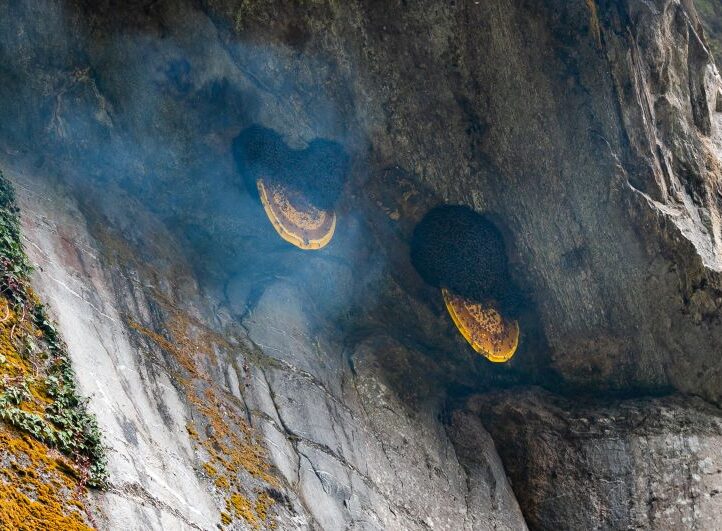 Image with missing alt attribute found on aravalihoney.com