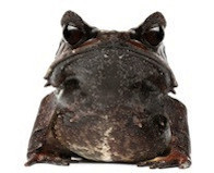 Buy a frog