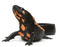 Buy a newt