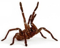 Buy a tarantula spider