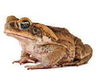 Buy a toad