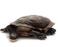 Turtles for sale online