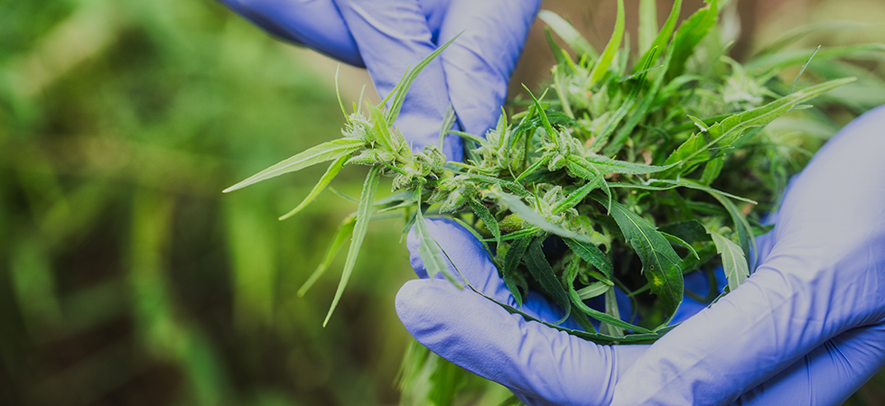 Hemp in Sustainable Technologies