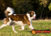 Image with missing alt attribute found on blog.petzzshop.com