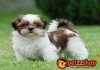Image with missing alt attribute found on blog.petzzshop.com
