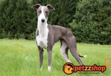 Image with missing alt attribute found on blog.petzzshop.com