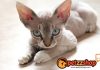 Image with missing alt attribute found on blog.petzzshop.com