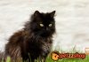 Image with missing alt attribute found on blog.petzzshop.com