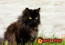 Image with missing alt attribute found on blog.petzzshop.com
