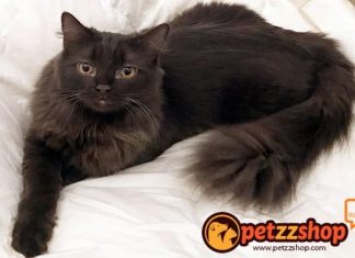 Image with missing alt attribute found on blog.petzzshop.com