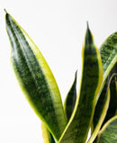 Office Plants