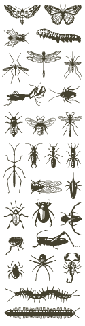 Image with missing alt attribute found on bugguide.net
