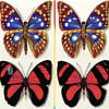Mahjongg Schmetterling Kyodai