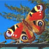 Mahjong butterfly kyodai 2