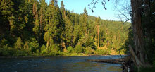 Cottonwood Mt Rainier