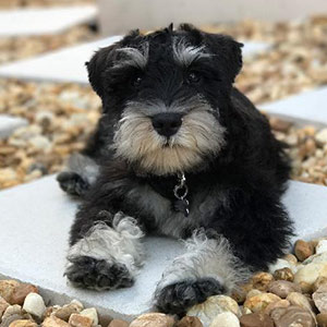 Image with missing alt attribute found on puppyspot.com