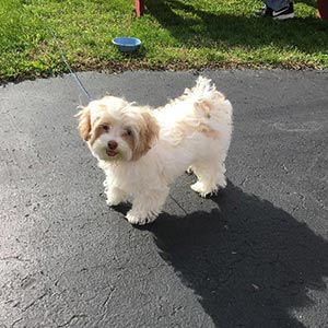 Image with missing alt attribute found on puppyspot.com