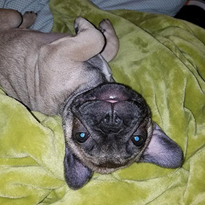 Image with missing alt attribute found on puppyspot.com