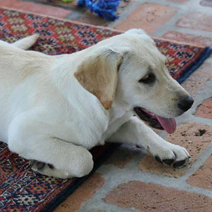 Image with missing alt attribute found on puppyspot.com