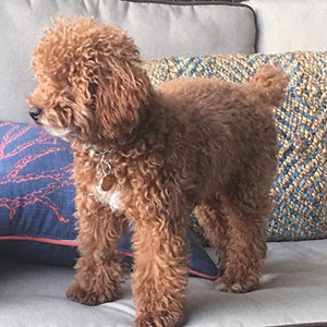 Image with missing alt attribute found on puppyspot.com