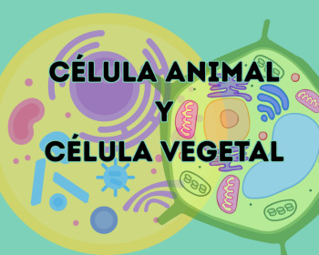 C&eacute;lula animal y vegetal