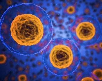 Mitosis y meiosis