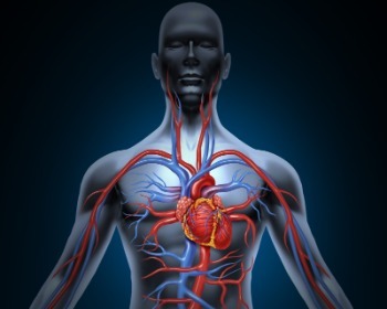 Venas y arterias