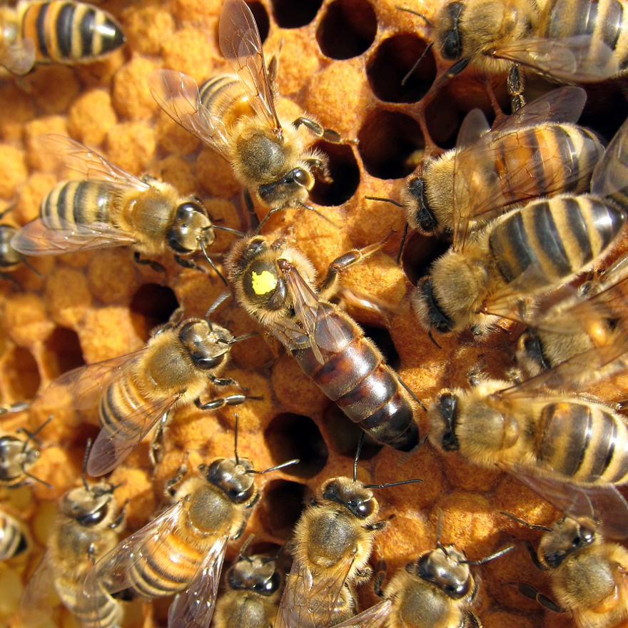 Honey & honey syrup image