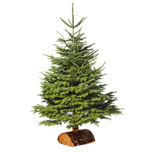 SAPIN NORDMANN 150/175CM