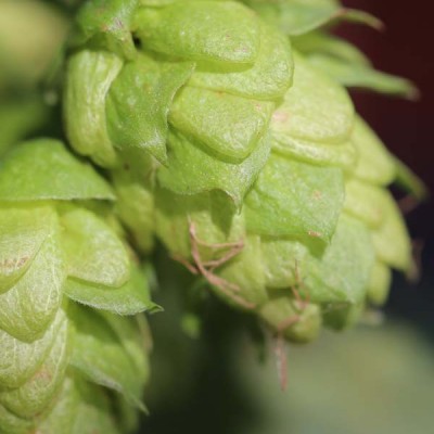 Image with missing alt attribute found on homebrewersassociation.org