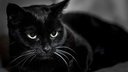 Итальянцы защищают черных кошек