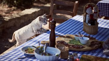 cat on table food