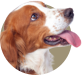 Image with missing alt attribute found on ultimatepetnutrition.com