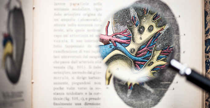 Vanderbilt investigators lead effort to create map of the human kidney