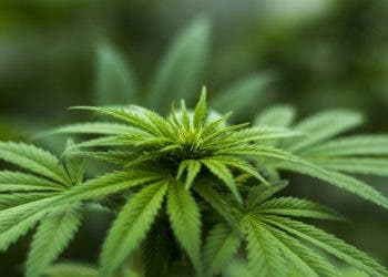 Biotech company is sending cannabis to space to see how it mutates