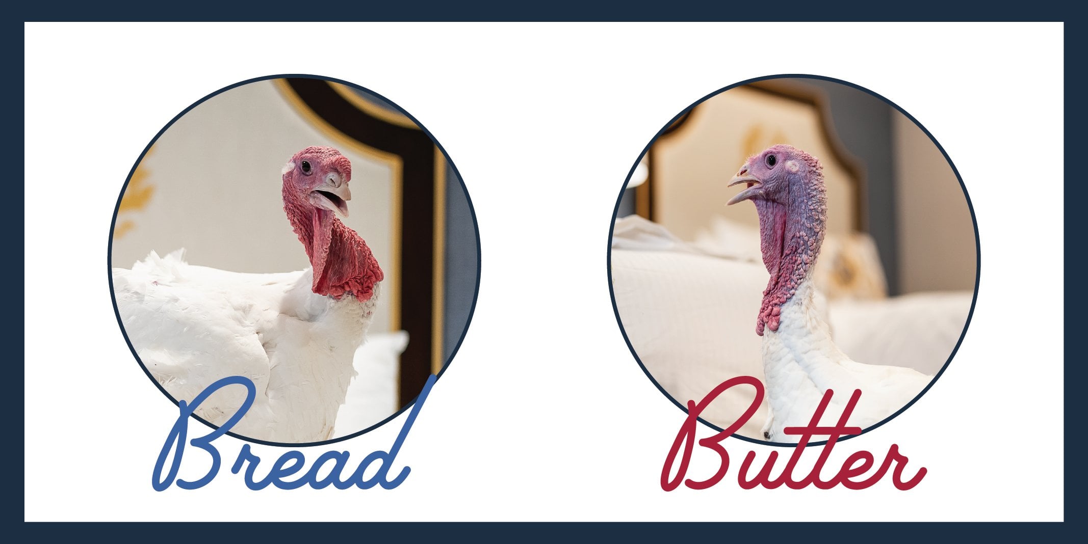 Pardoned Turkeys "Bread" And "Butter" Trot Away To Freedom