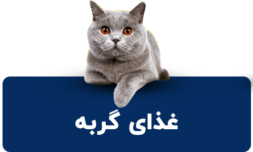 غذای گربه