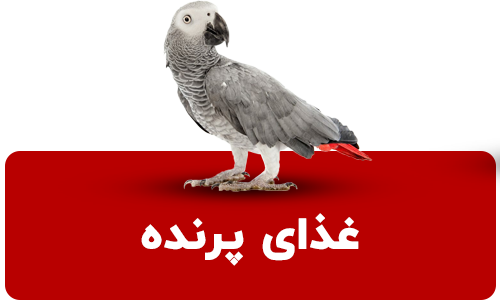 غذای پرنده