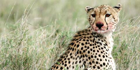 Image with missing alt attribute found on safaribookings.com