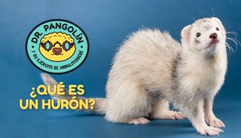 huron-dr-pangolin-ejercito-animalitosbebe