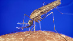 Image with missing alt attribute found on culturacientifica.com