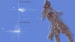 Image with missing alt attribute found on culturacientifica.com